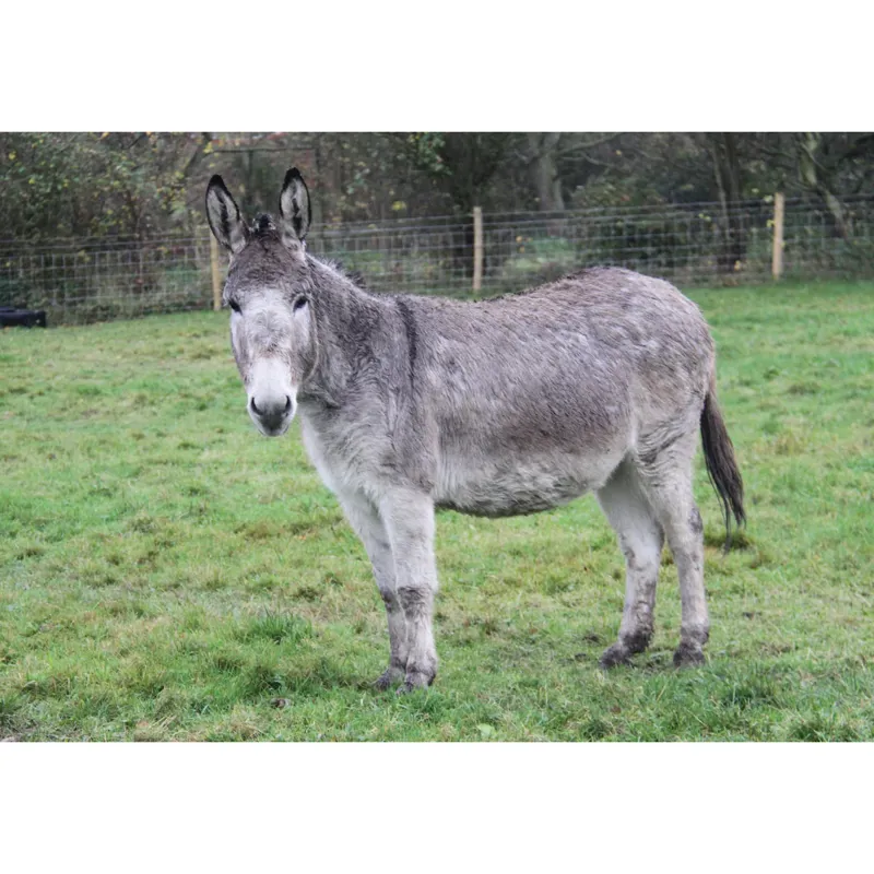 Kevin Milner Countryside Card - Donkey